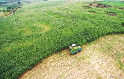 雷州成功引种优良草种巨菌草 6000亩 短平快 产业助力脱贫攻坚
