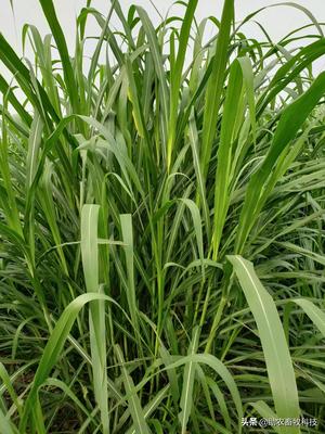 【高清图】带你参观新型皇竹草种植基地,看看与你知道的有什么不一样